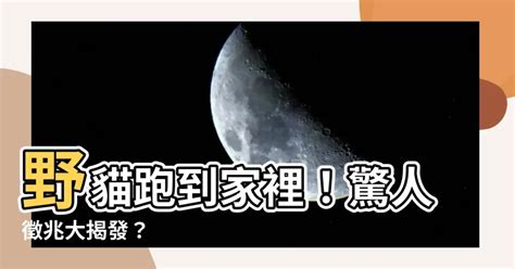 野貓跑到家裡|貓突現家中 風水師：改運時機到